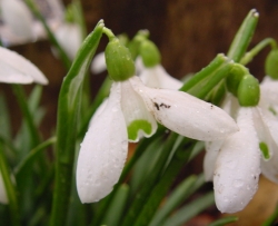 Galanthus rhizensis Baytop 3447